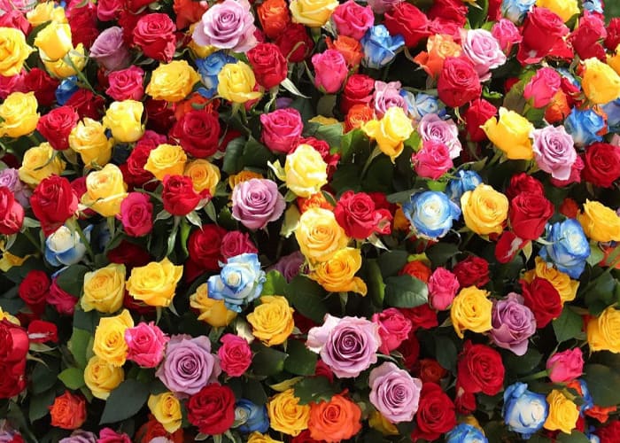 Mỗi màu sắc của hoa hồng lại mang một ý nghĩa hoàn toàn khác nhau