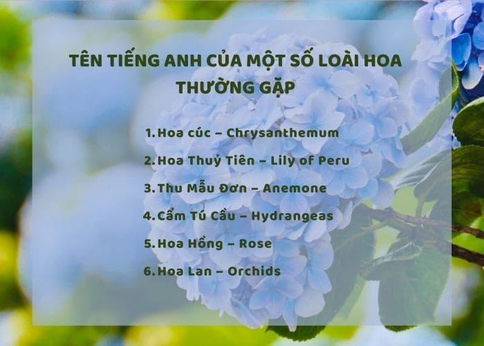 Tên tiếng Anh của một số loài hoa thường gặp