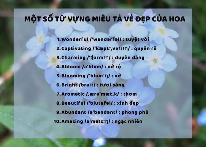 Tổng hợp từ vựng miêu tả vẻ đẹp của những loài hoa