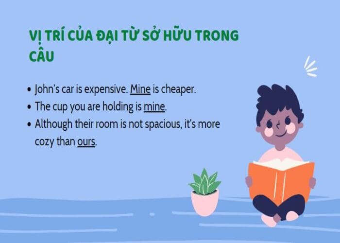 Vị trí của đại từ sở hữu trong câu